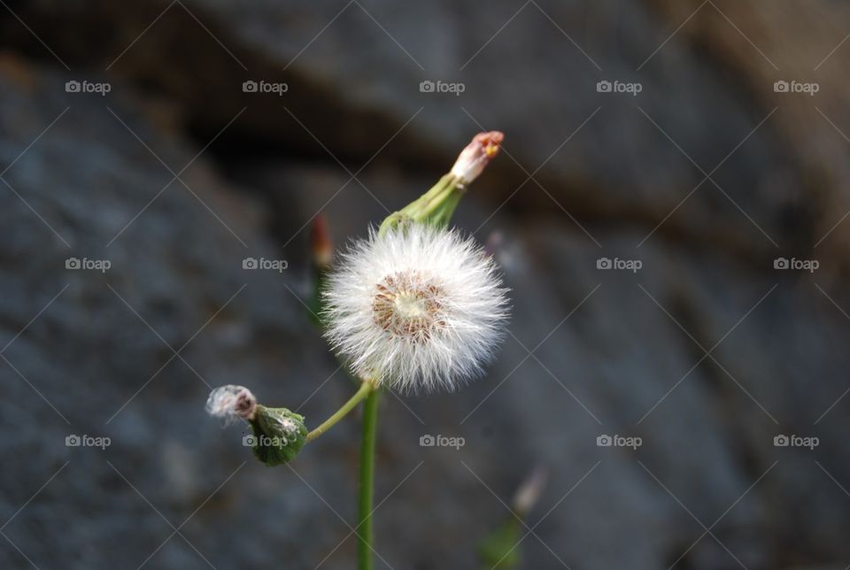 Nature, No Person, Flower, Outdoors, Summer