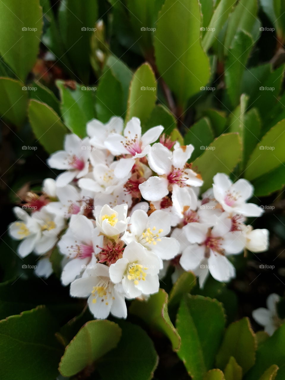 Close up little white flowers