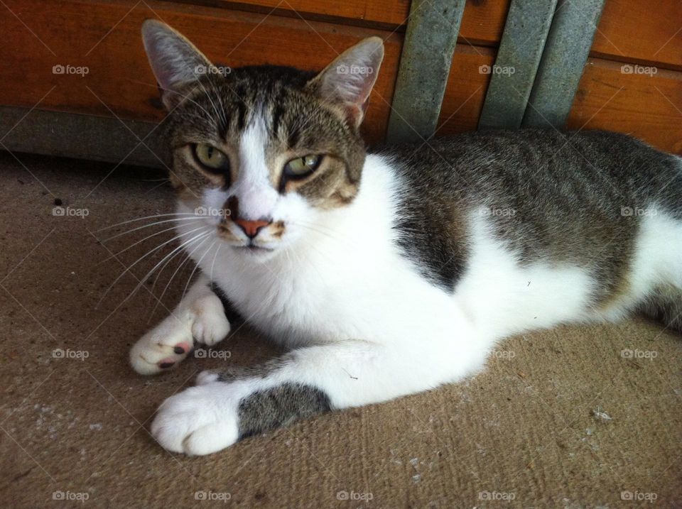 Barn cat