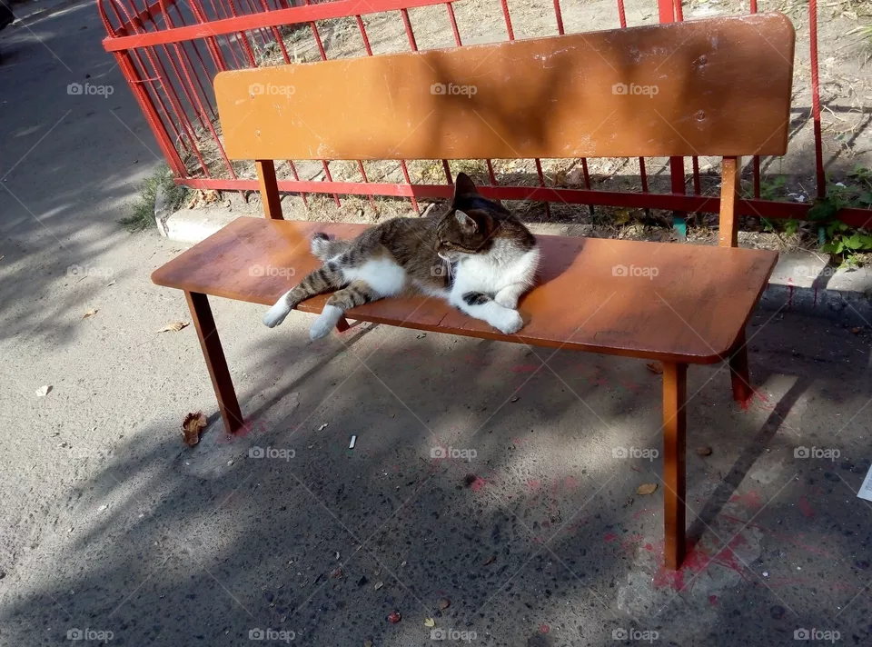 Кот отдых