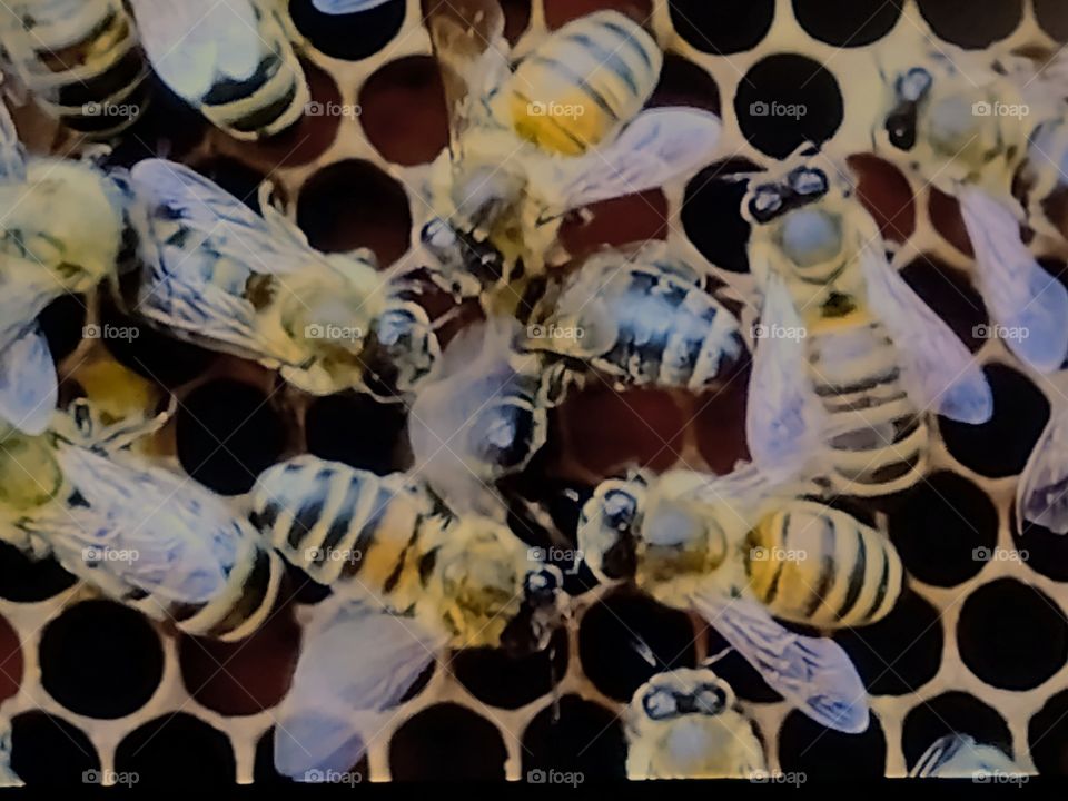 Bees
