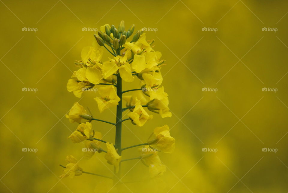 Close-up of yellow flower