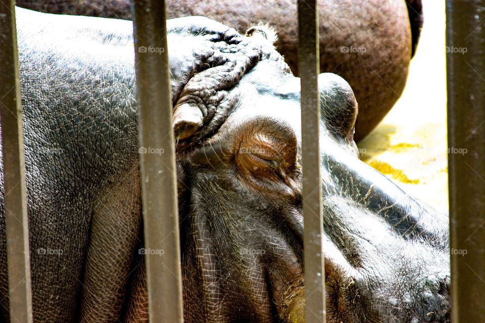 Hippopotamus sleeping behind bars