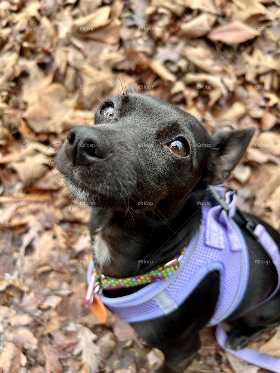 Tiny black chihuahua terrier dog looking up from sitting position in fallen leaves. She is wearing a lavender harness and matching lavender leash 