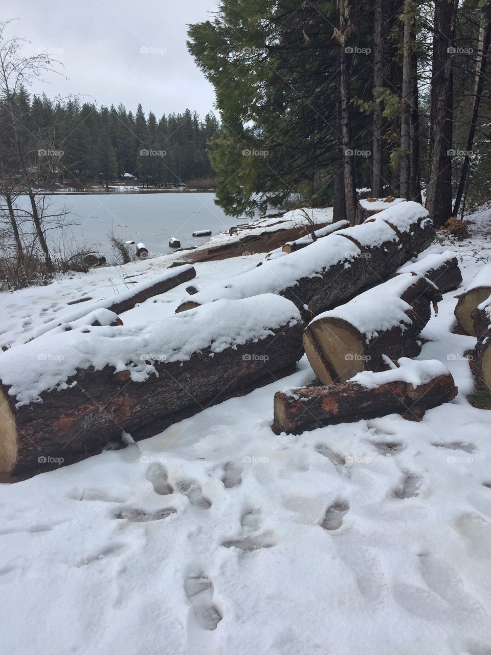 Snowy logs