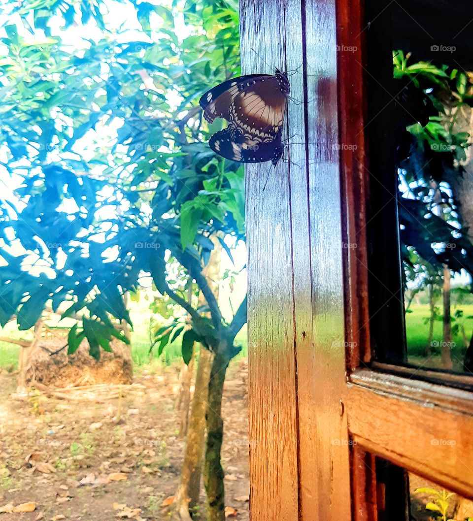 Beautiful butterflies perched on a wooden window against nature view