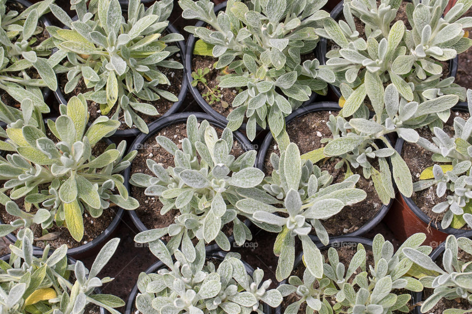 Plants in the pots