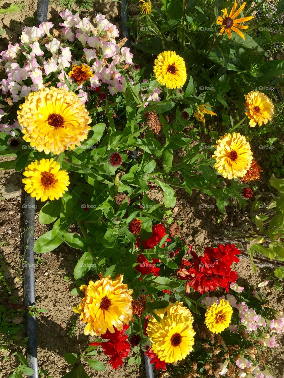 Yellow Marigold