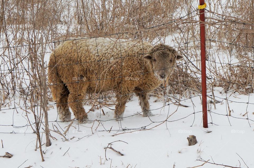 Sheepish sheep 