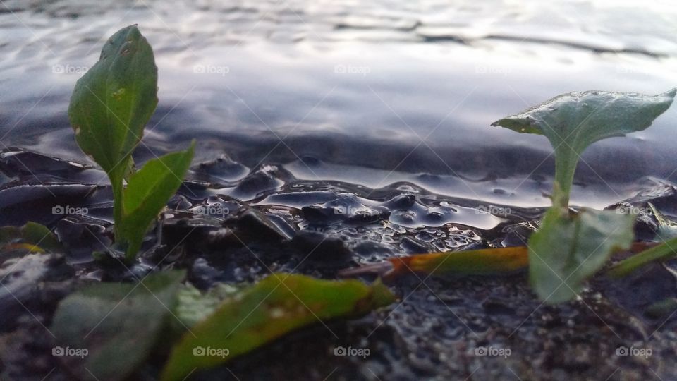 Water, Nature, Leaf, No Person, Environment