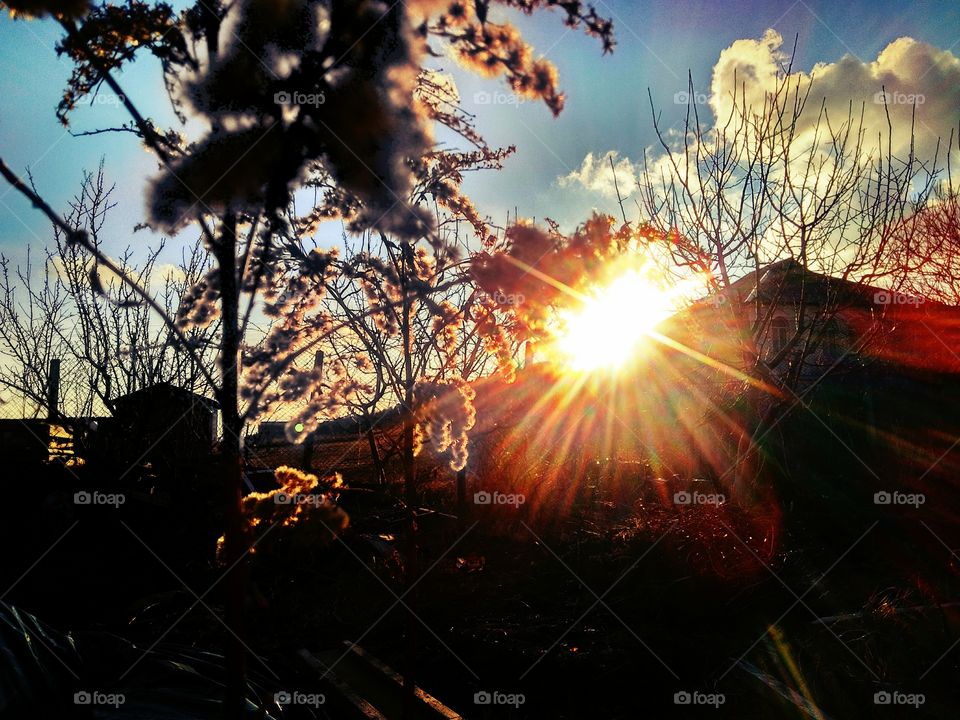 goldenrod at sunset, bright rays of the sun illuminate the already dried flower at the end of winter!