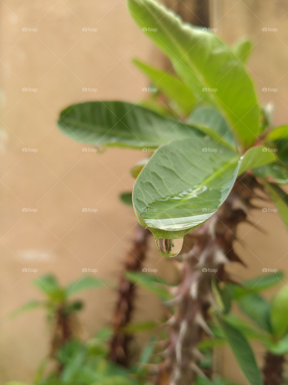 rain drops are stopped on leave