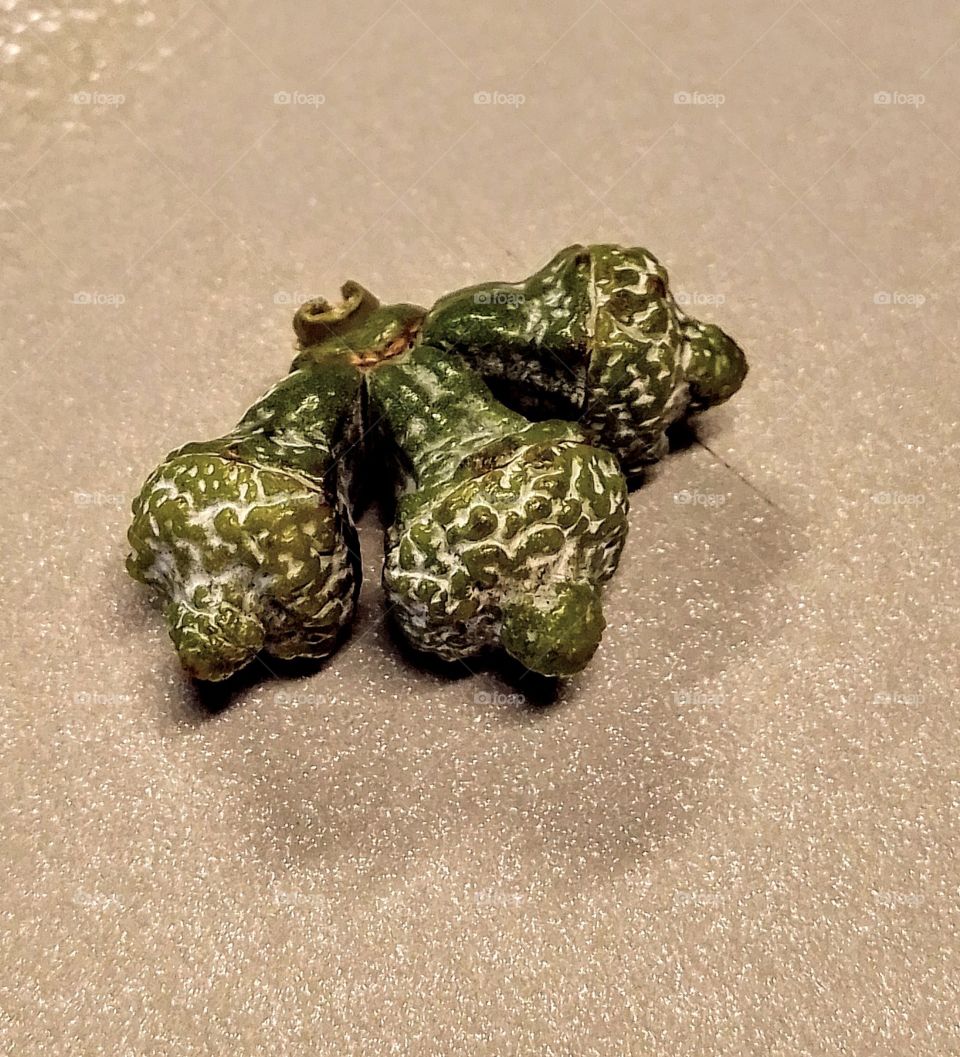 Three small Eucalyptus fruits.  Photo taken in macro.  Collected in the quaint port district of Ognina in Catania, Sicily.