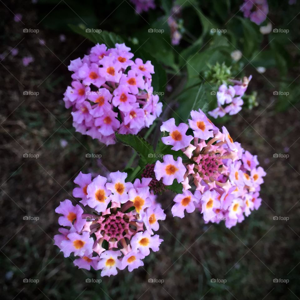 🌹 🇺🇸 Very beautiful flowers to brighten our day.  Live nature and its beauty. Did you like the delicate petals? / 🇧🇷 Flores muito bonitas para alegrar nosso dia. Viva a natureza e sua beleza. Gostaram das pétalas delicadas? 