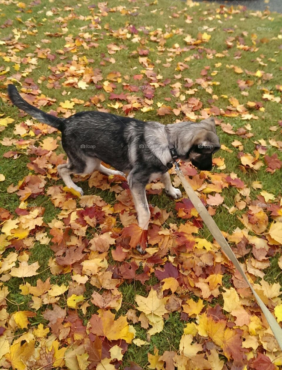 Puppy is playing around