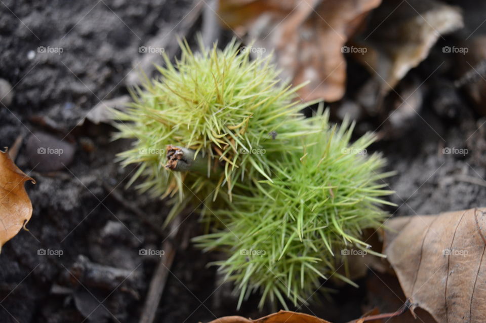 Close-up of a plant