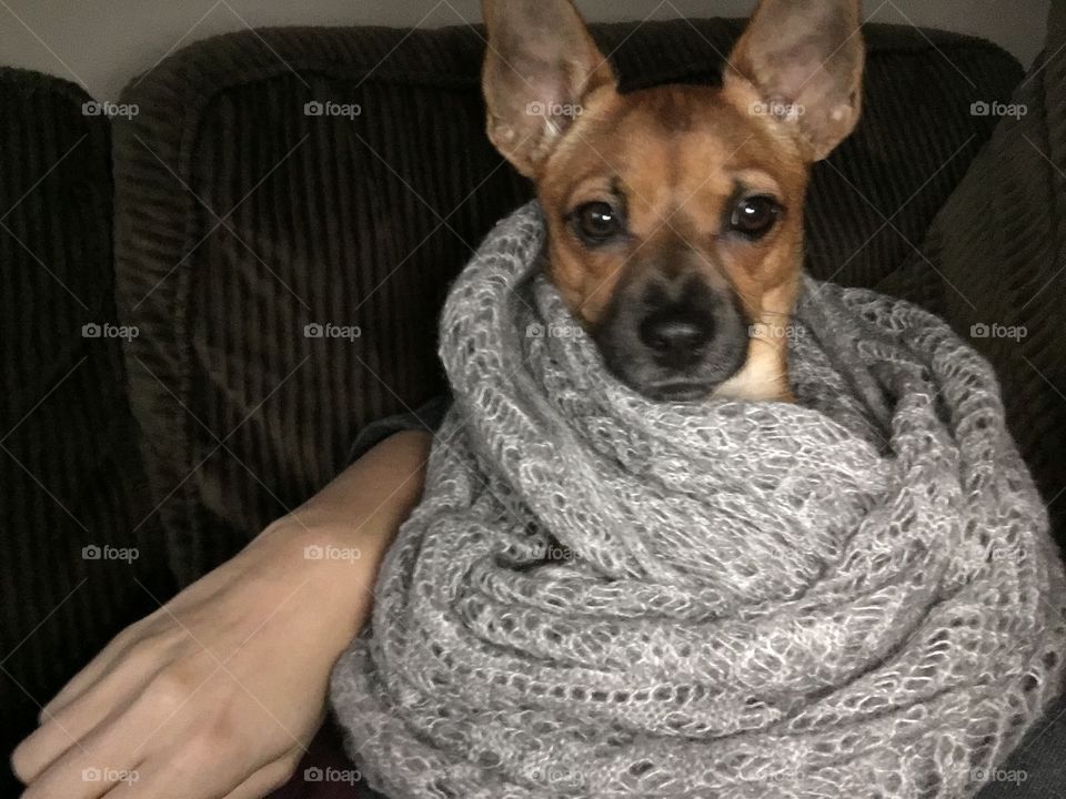 Cute dog cozy and wrapped in a scarf
