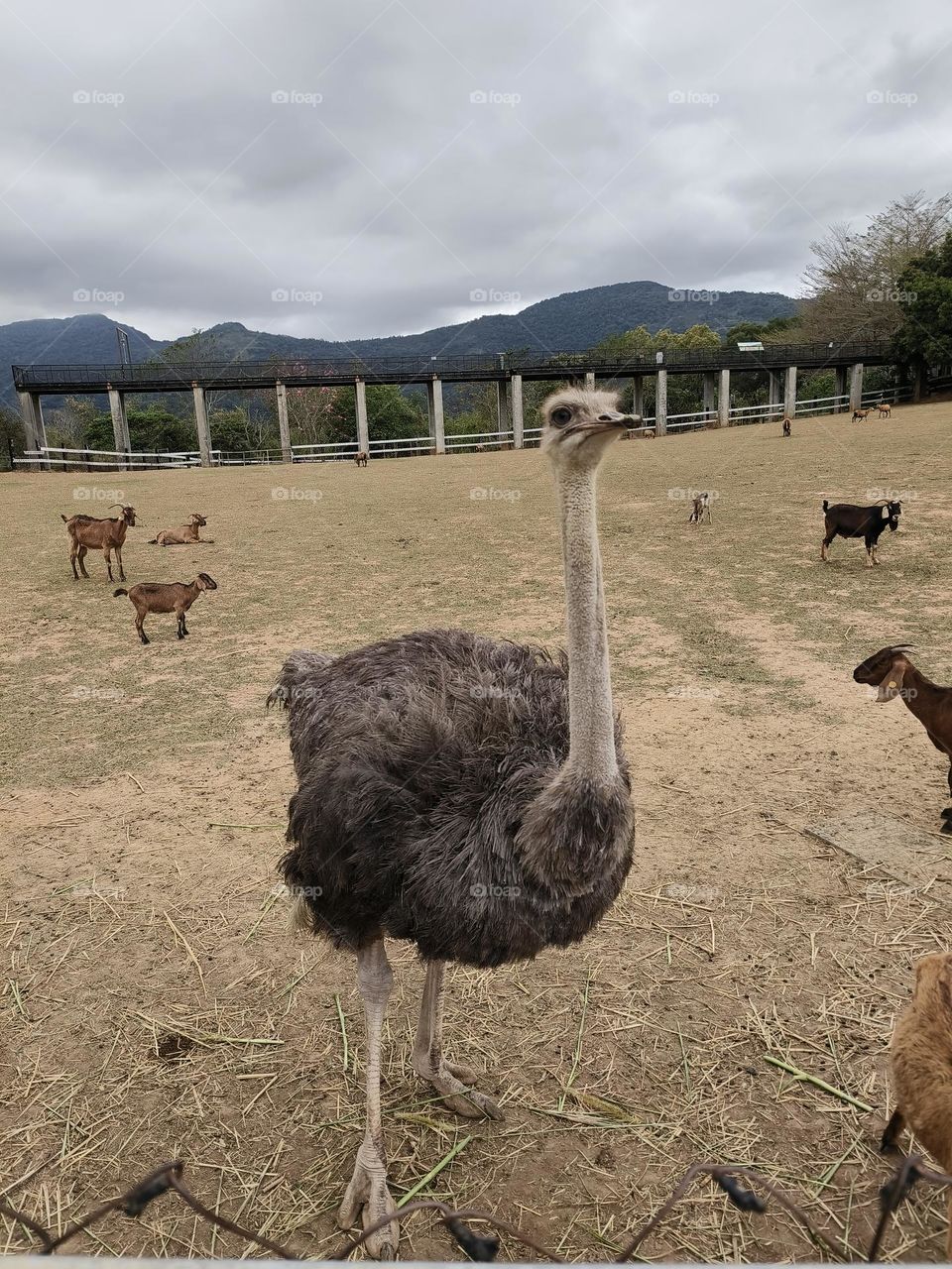 Ostriches in Beinan Township Native Applied Botanical Garden