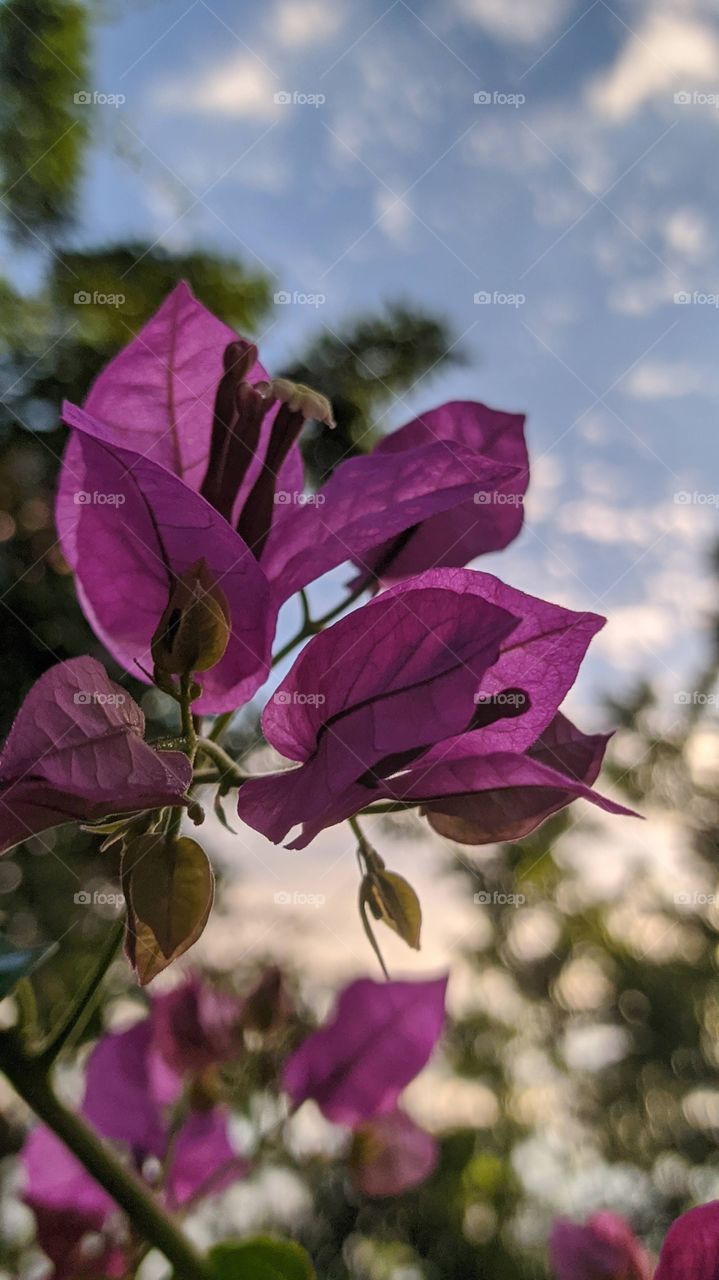 picture of a beautiful flower taken on a Thursday evening moments before the sunset in St Andrew.