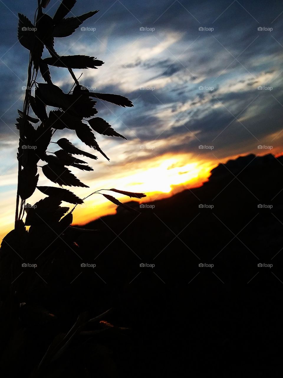 silhouette of seagrass against a brightly colored beach sunset