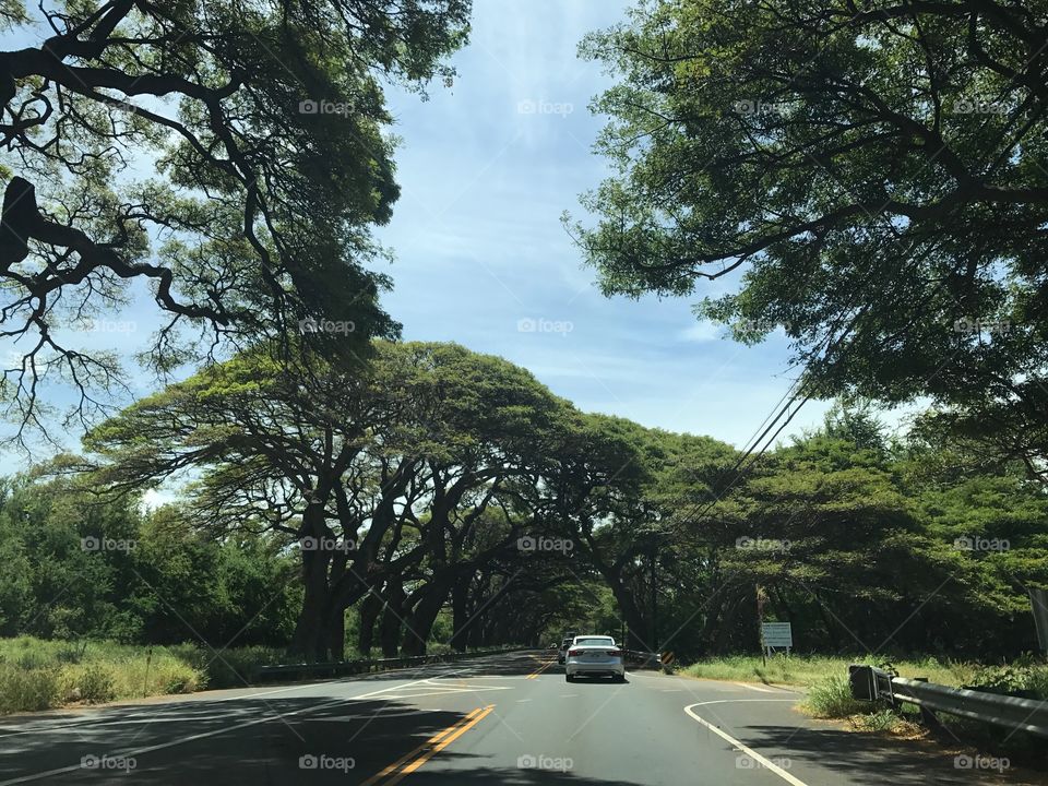 Scenic Views in Maui