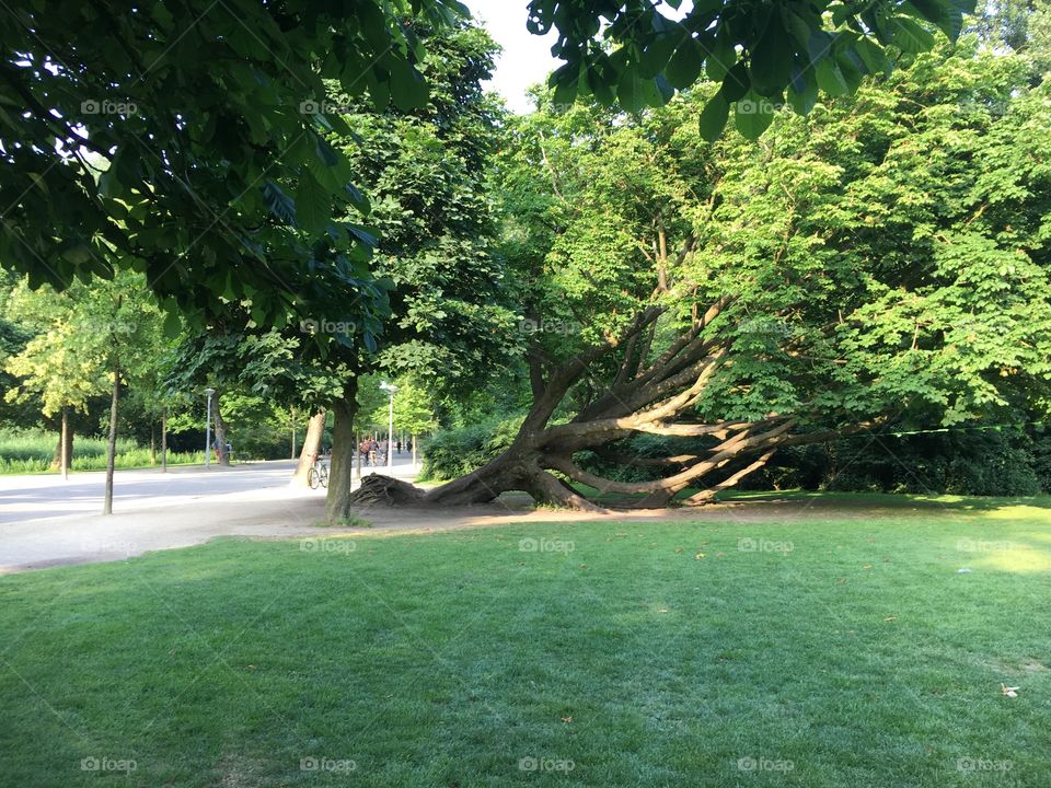 Graceful tree in Vondelpark 