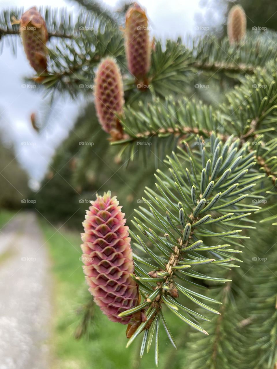 Young developing pine cones on a tree 