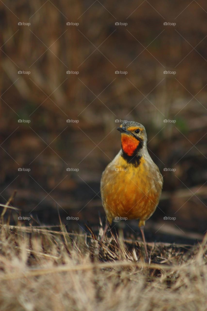 Orange throated langclaw