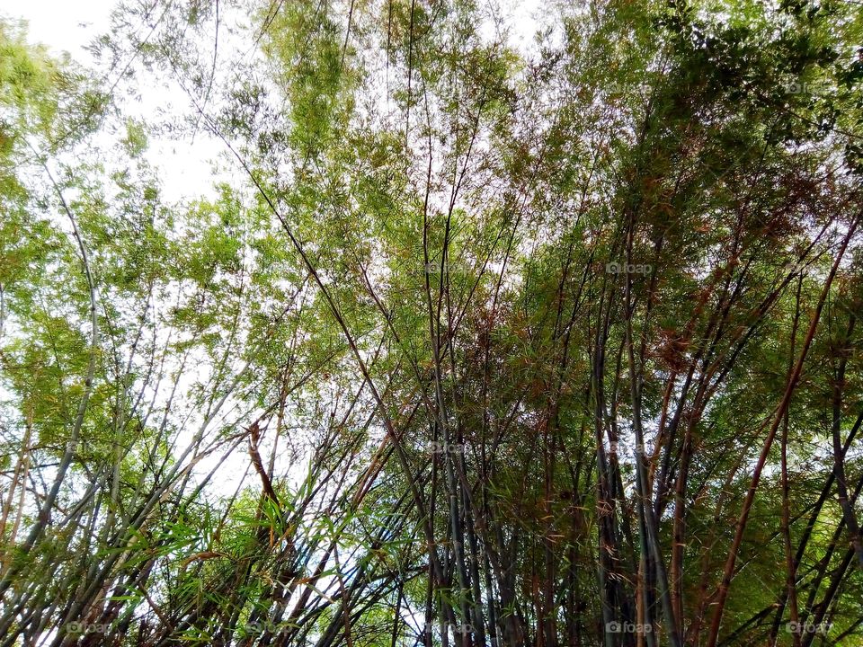 bamboo,sky