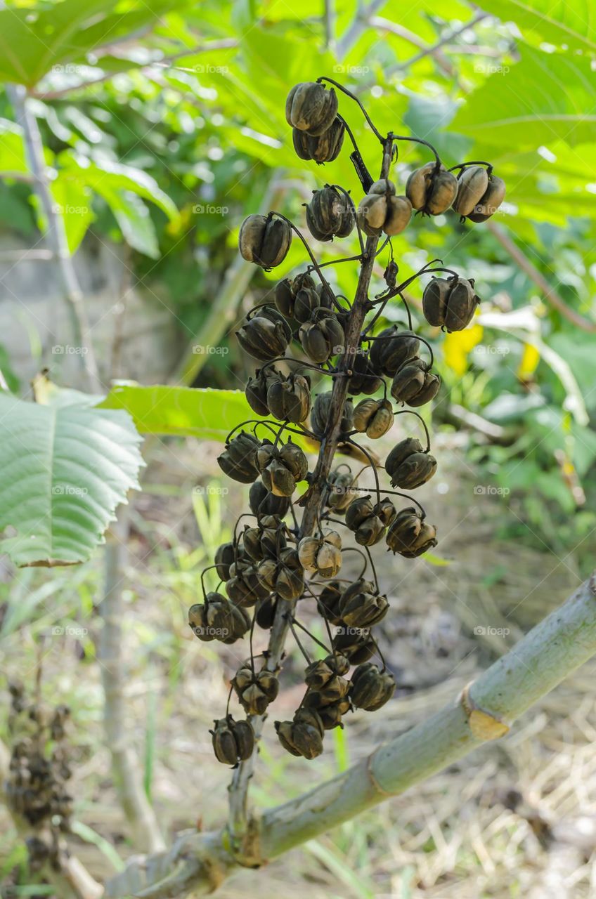 Oilnut On Tree