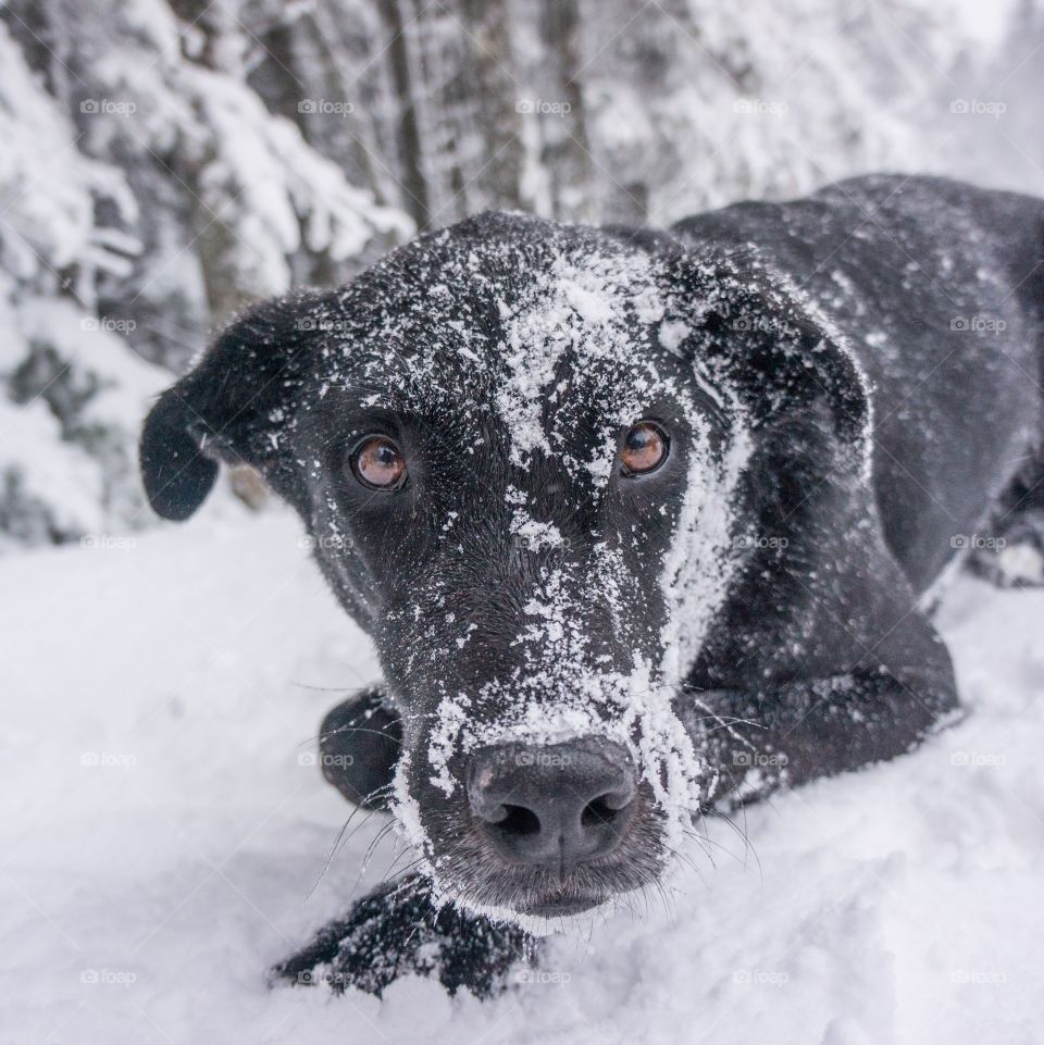 Dog, Snow, Winter, Mammal, Animal