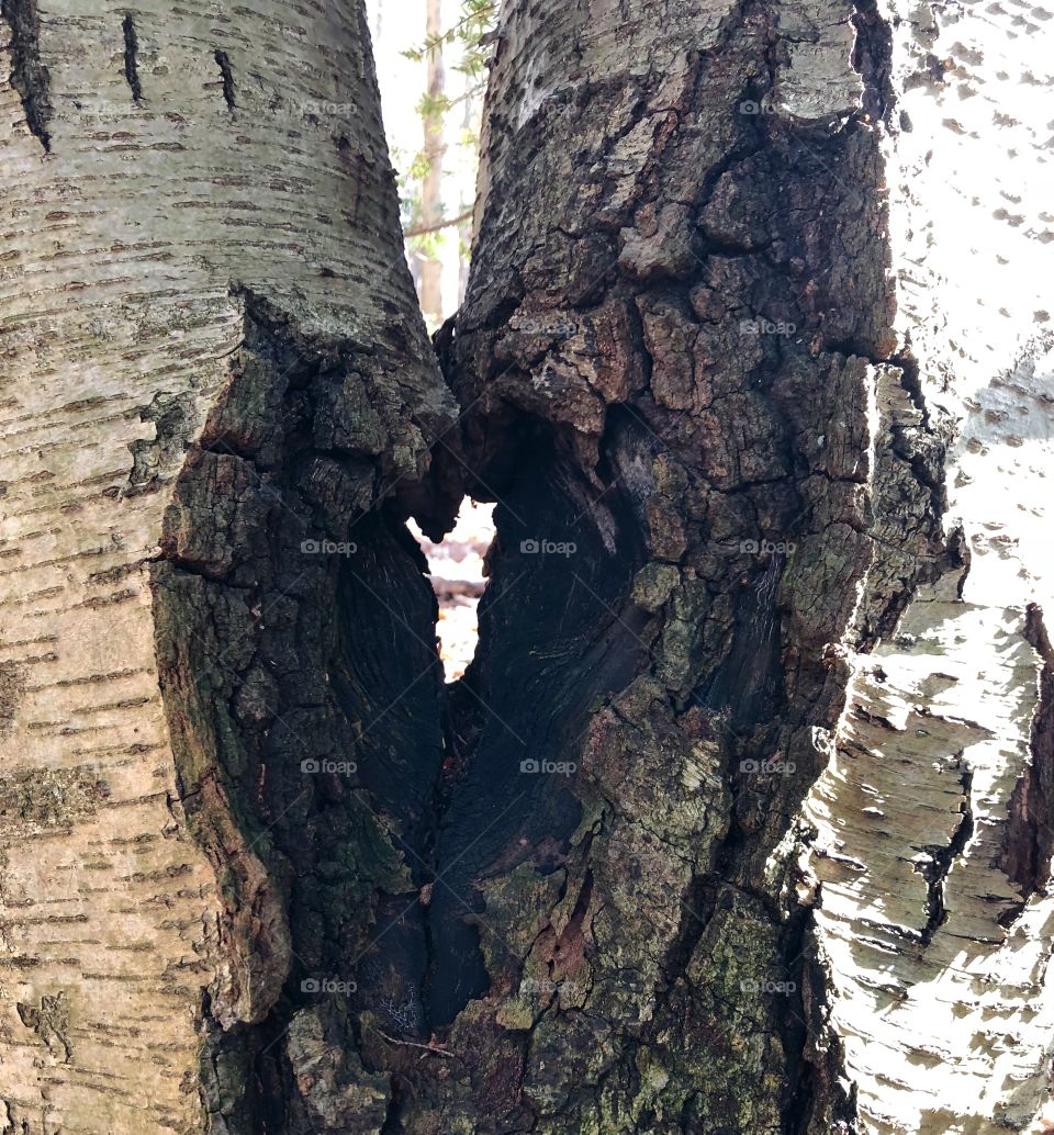 Tree heart