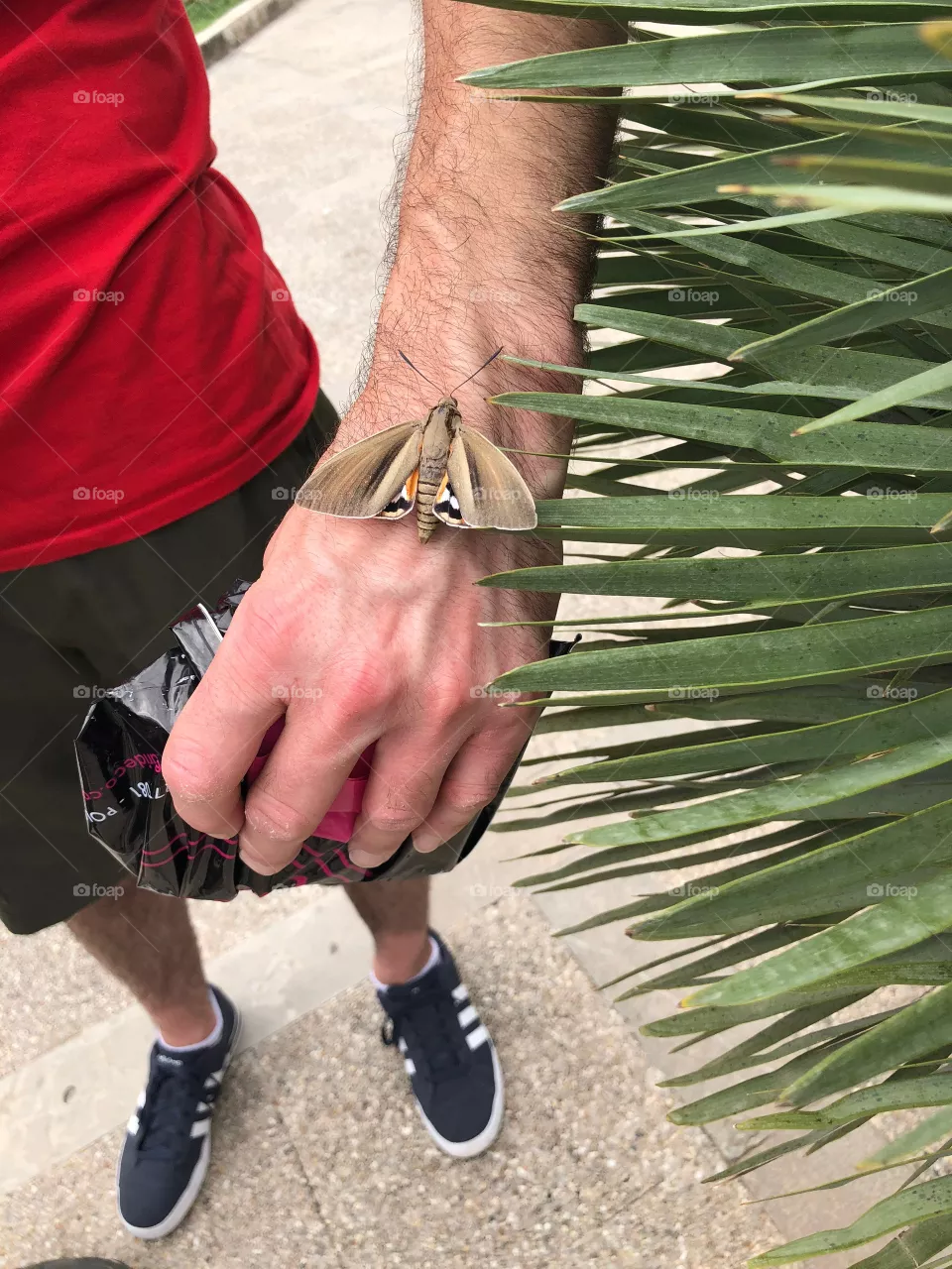 Moth 🥰