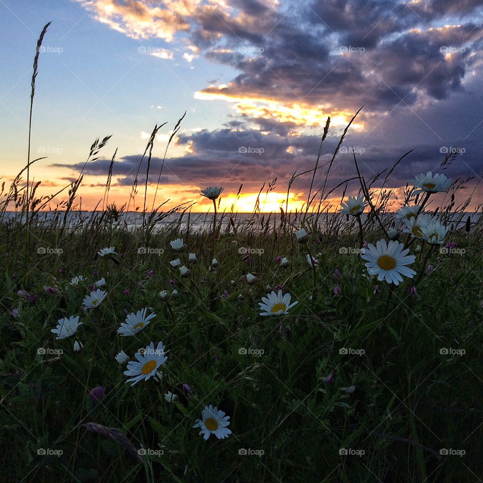 Daisy flowers during sunset