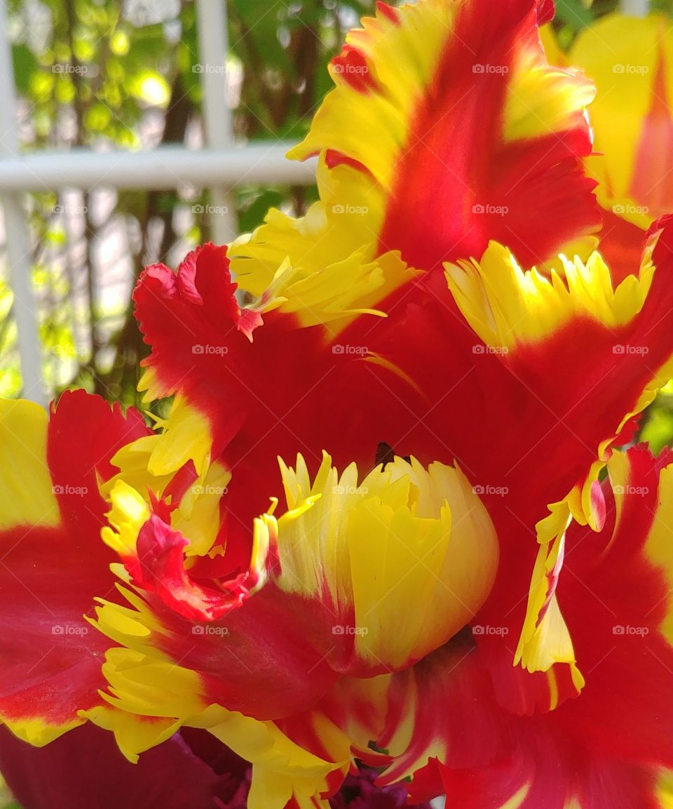 Frühling Blume flower red rot gelb yellow