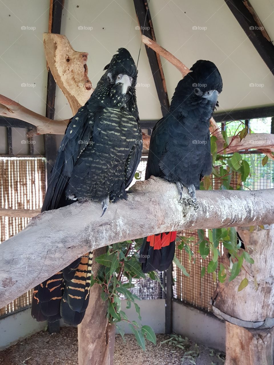 pair of black parrots