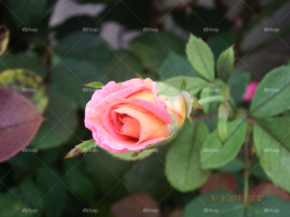 Small each rose