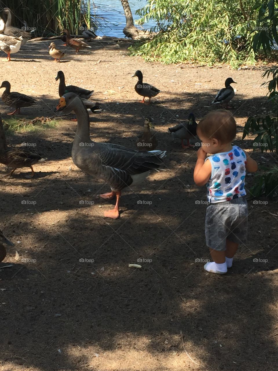 Duck pond curiosity