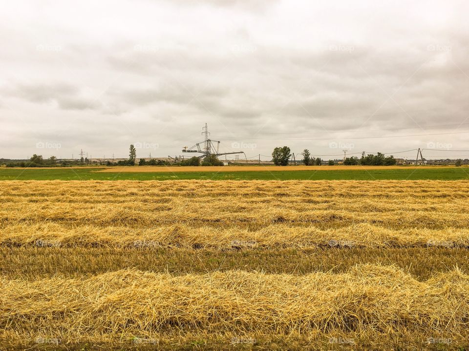 Agriculture, Farm, Wheat, Field, Cereal