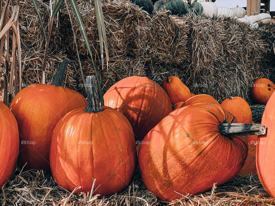 pumpkins