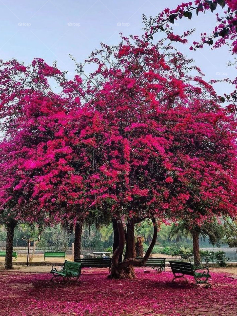 A tree is our most intimate contact with nature.