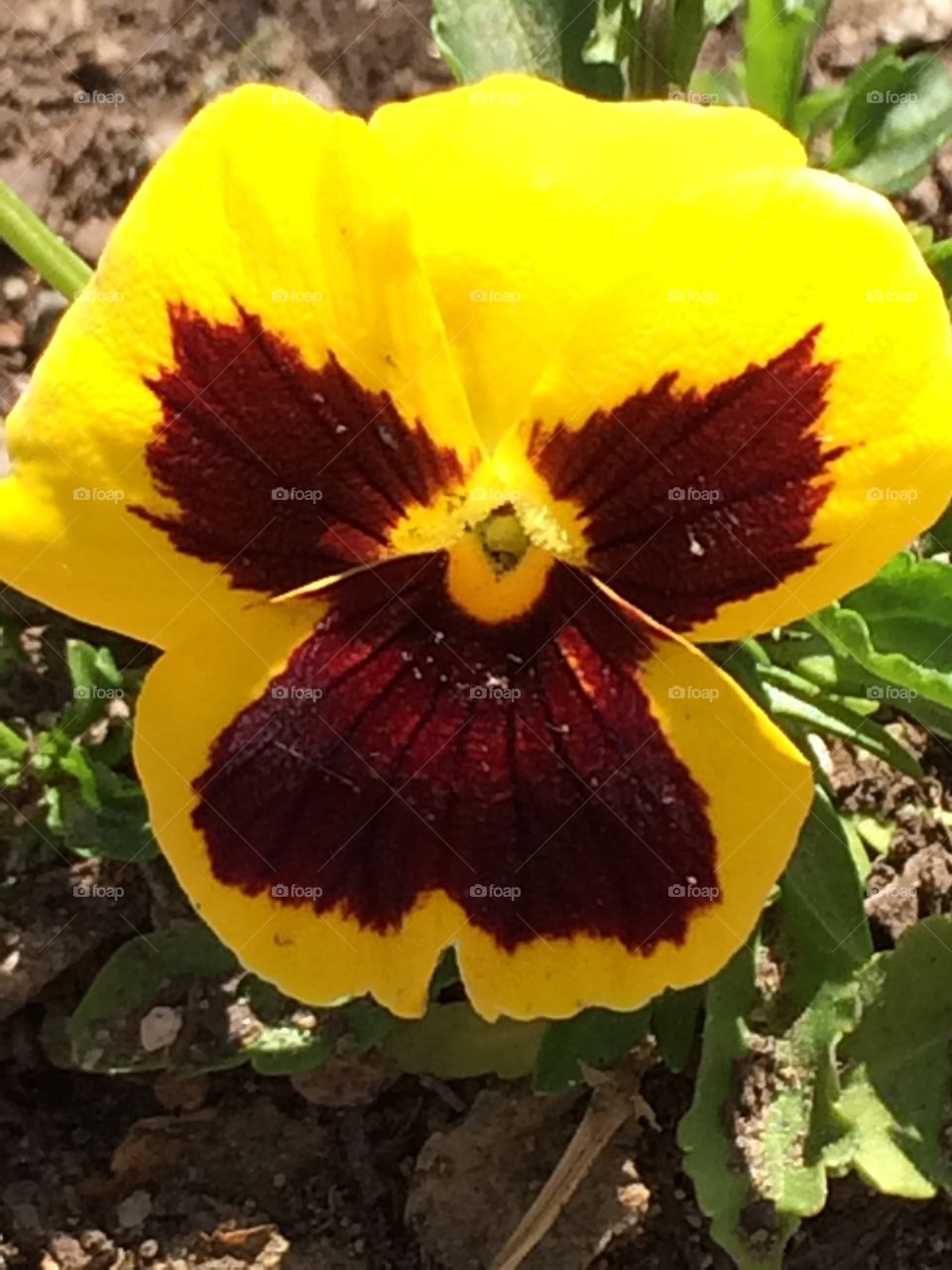 Yellow pansy