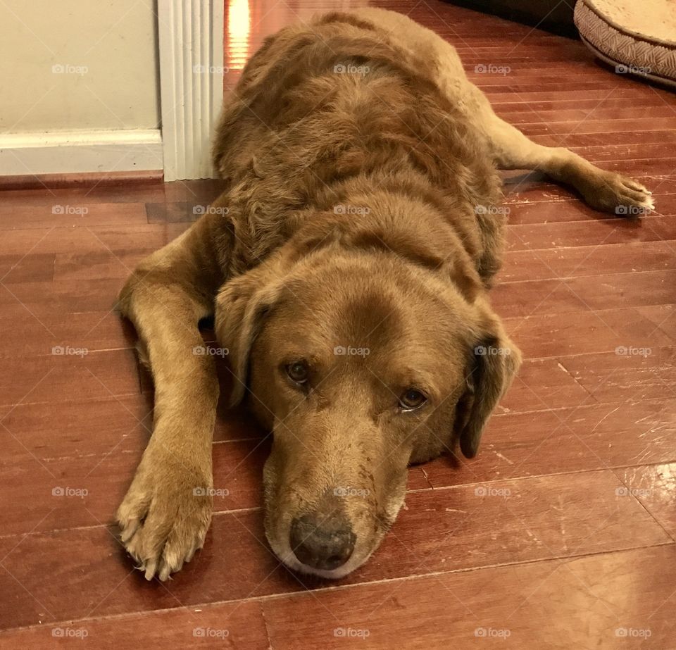 Retriever on Hardwood Floor