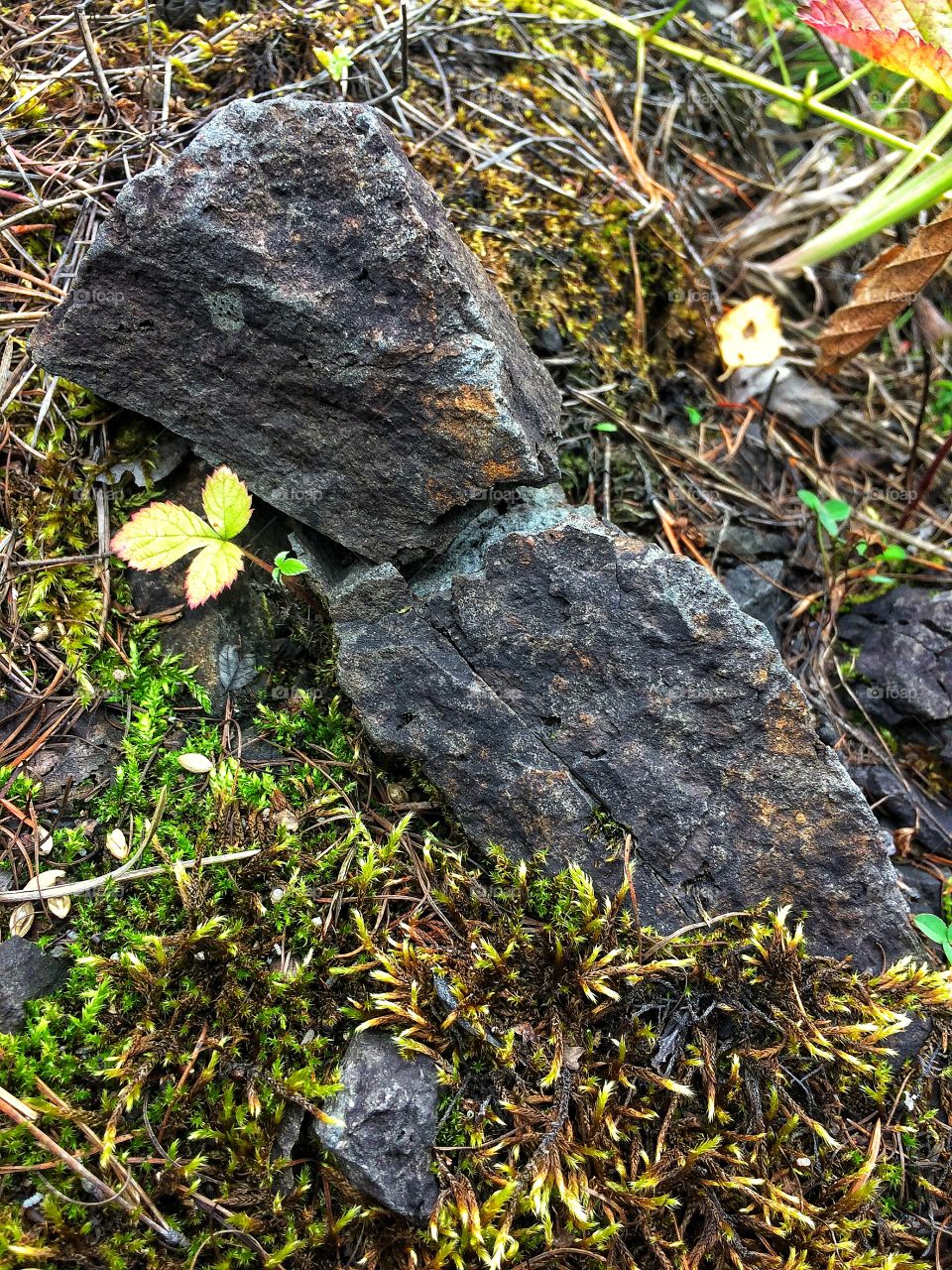 Autumn leaves moss stone texture 