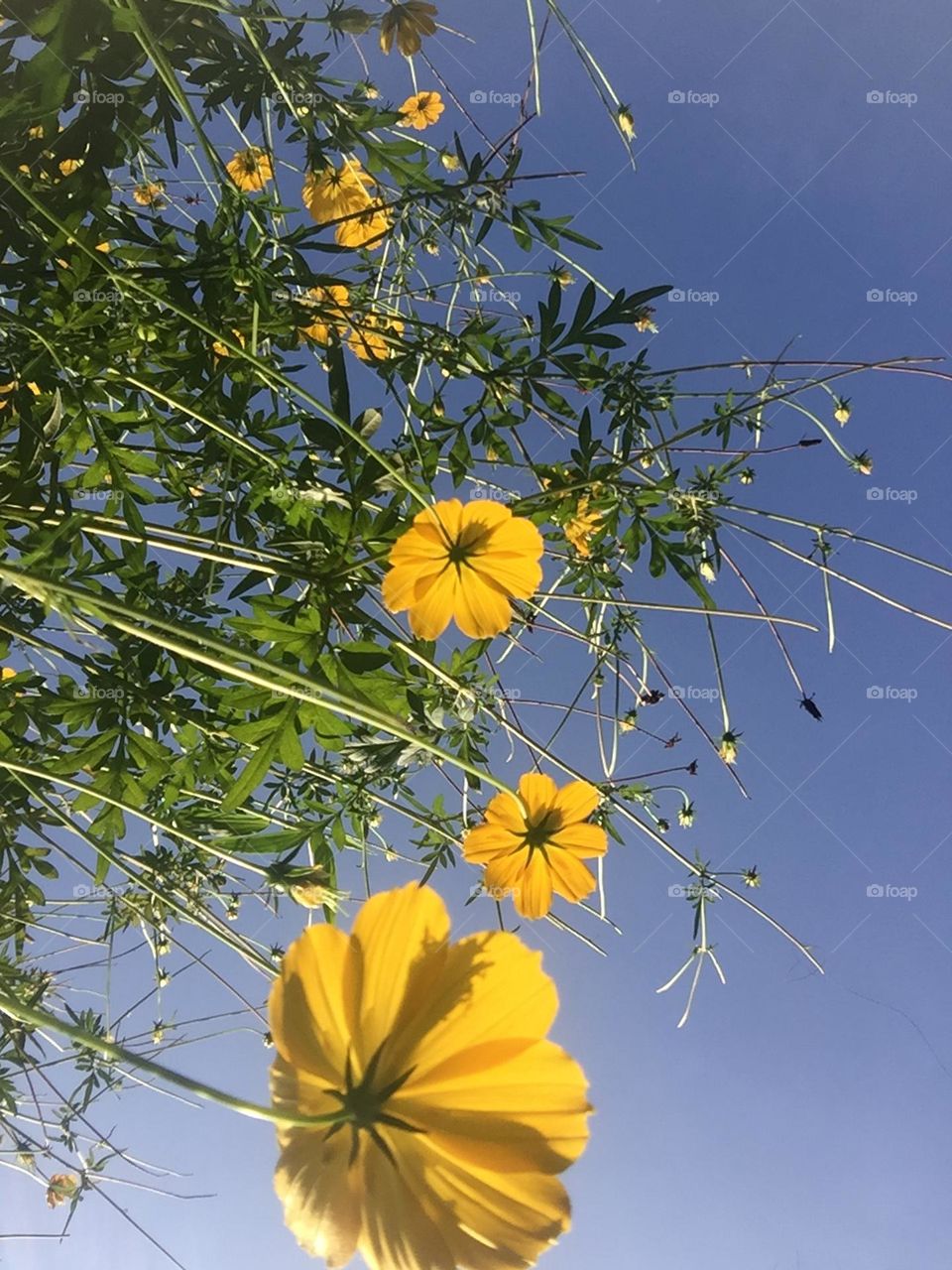 Yellow flower in sky background 