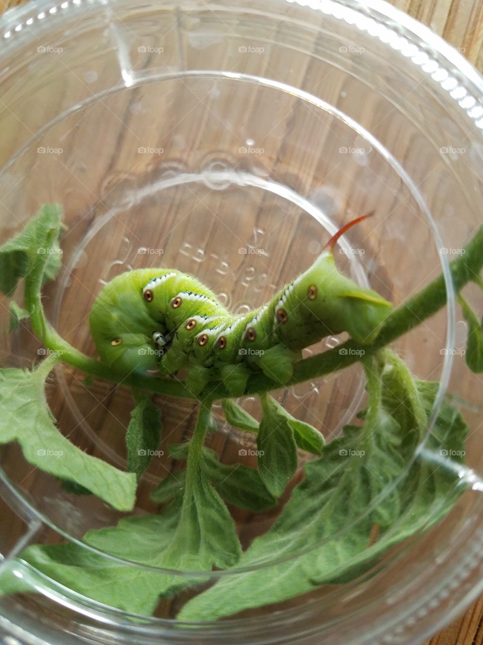 Tomato hornworm, garden pest