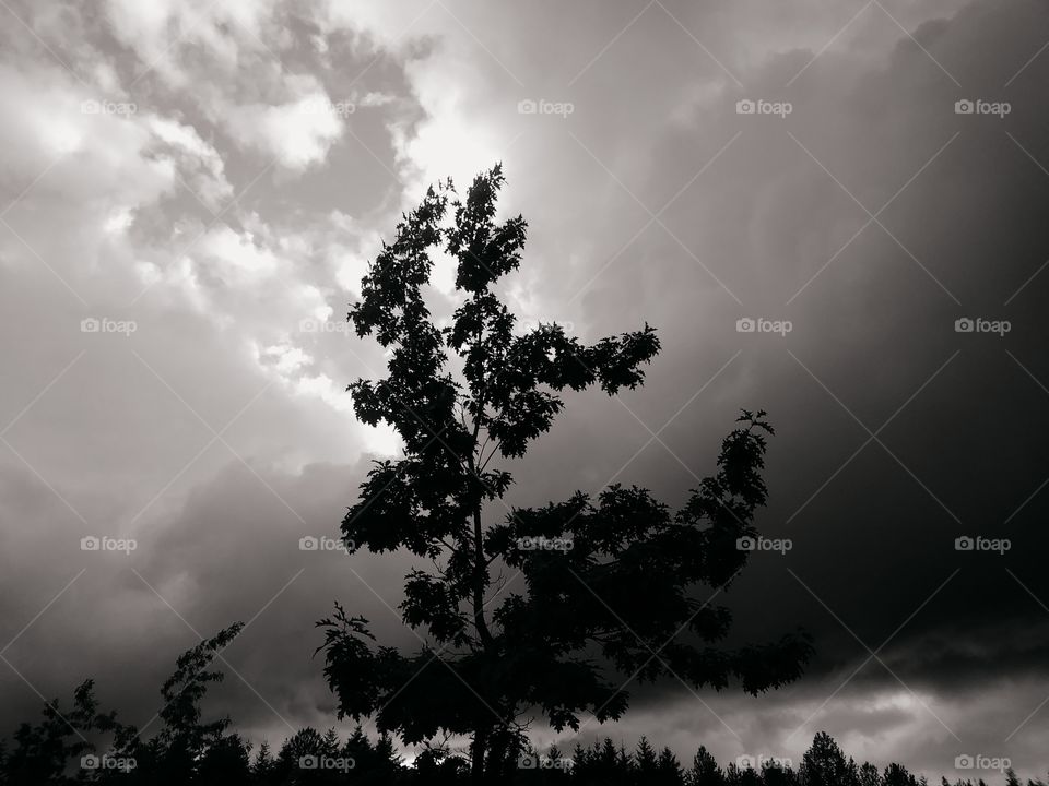Tree with storm clouds in the background
