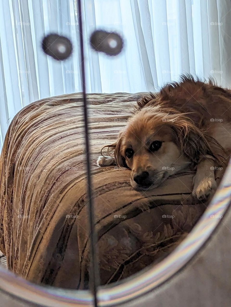 my dogs reflection in her favorite spot