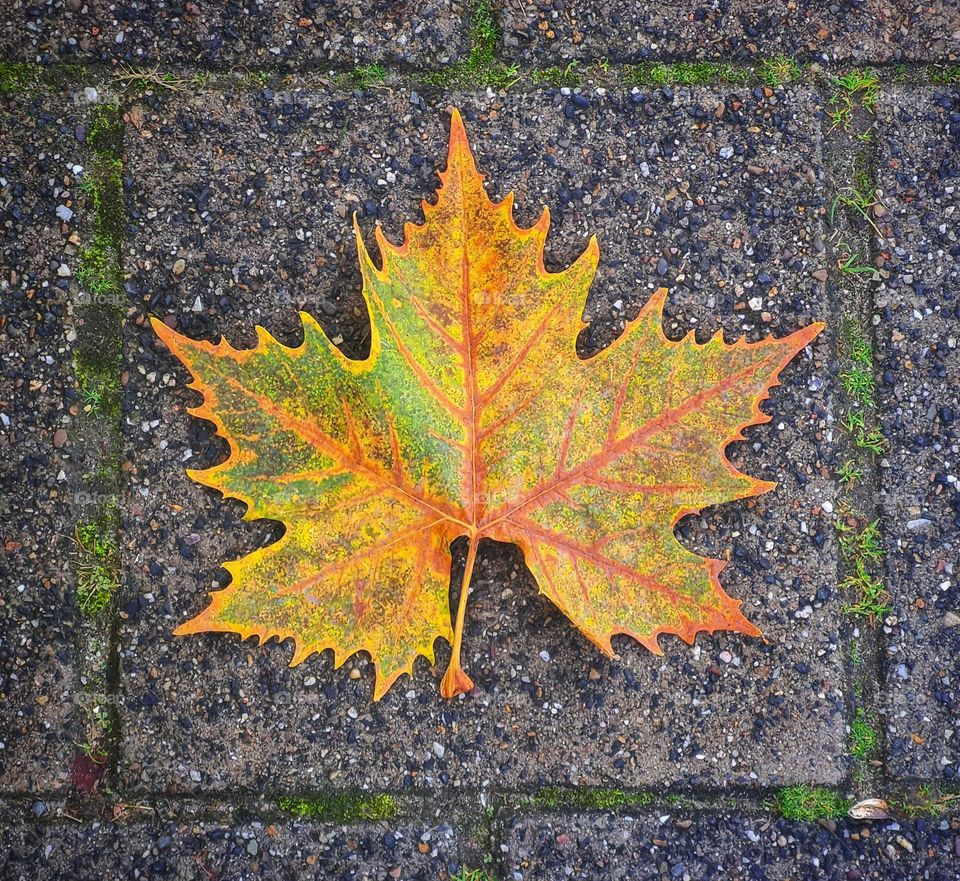 A maple leaf in fall always makes me wonder how beautiful this leaf is with his amazing  colors and red veins.💚