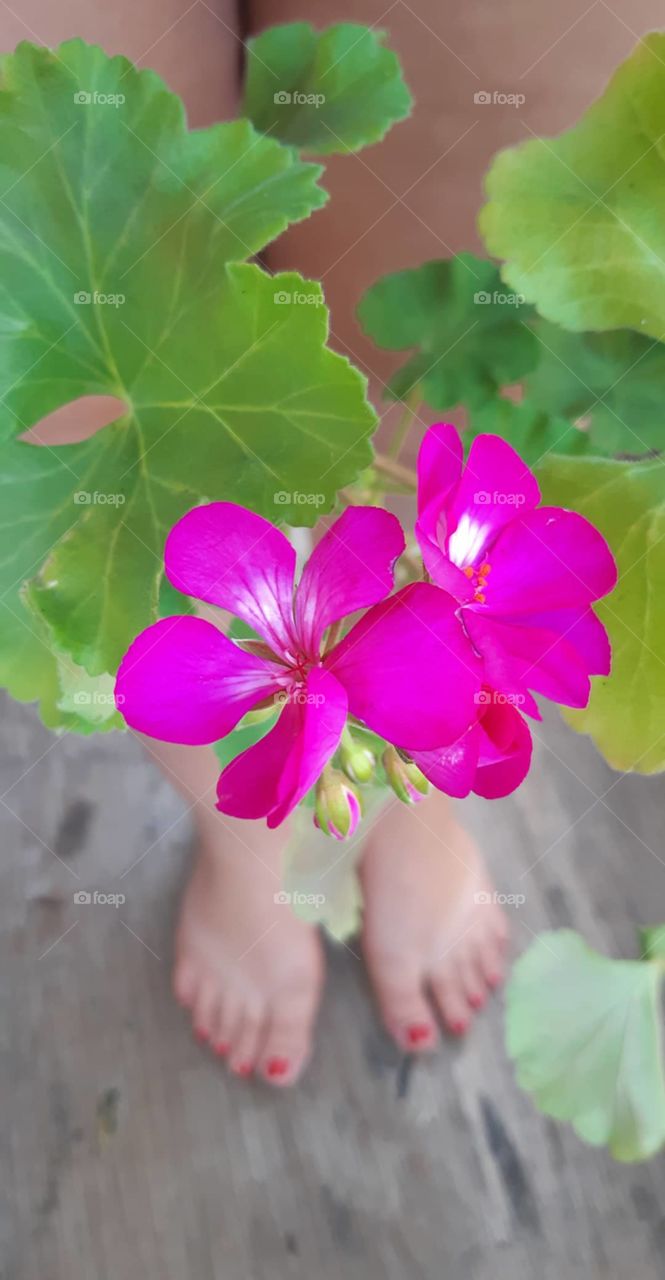 geranium on the balcony!🌿